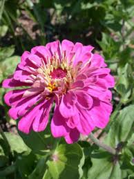 Image result for Zinnia elegans