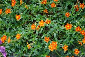 Attēlu rezultāti vaicājumam “Helianthemum x hybridum”