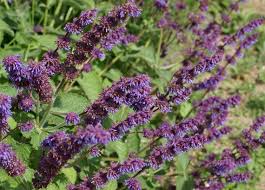 Attēlu rezultāti vaicājumam “Salvia verticillata”