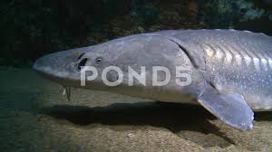 Image result for Acipenser transmontanus