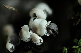 Attēlu rezultāti vaicājumam “Diderma subviridifuscum spores”