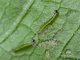 Attēlu rezultāti vaicājumam “Mamestra brassicae larva”