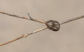 Attēlu rezultāti vaicājumam “Eurygaster testudinaria nymph”