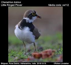 Attēlu rezultāti vaicājumam “Charadrius dubius adult”