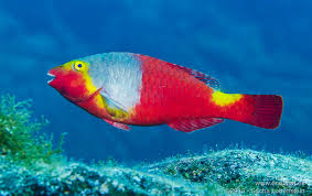 Image result for Sparisoma cretense