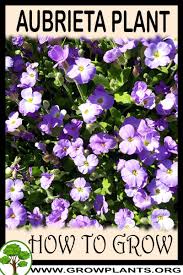 Image result for Aubrieta hybrida (cultorum)