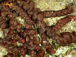 Attēlu rezultāti vaicājumam “Frullania fragilifolia”