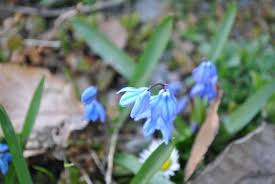 Attēlu rezultāti vaicājumam “Scilla siberica leaf”