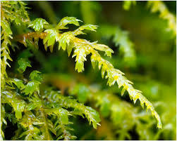 Attēlu rezultāti vaicājumam “Anomodon attenuatus”