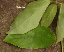 Attēlu rezultāti vaicājumam “Chenopodium acerifolium leaf”