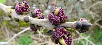 Attēlu rezultāti vaicājumam “Fraxinus excelsior”