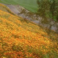 Image result for Dimorphotheca sinuata