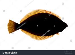 Image result for Pseudopleuronectes americanus