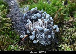 Attēlu rezultāti vaicājumam “Penicillium vulpinum”