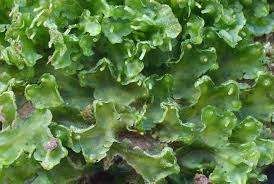 Attēlu rezultāti vaicājumam “Blasia pusilla”