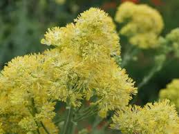 Attēlu rezultāti vaicājumam “Thalictrum flavum flower”