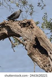 Attēlu rezultāti vaicājumam “Corvus monedula adult”