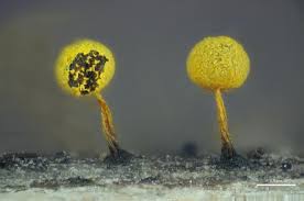 Attēlu rezultāti vaicājumam “Physarum oblatum macro”