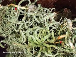 Attēlu rezultāti vaicājumam “Usnea hirta”