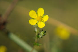 Attēlu rezultāti vaicājumam “Potentilla argentea flower”