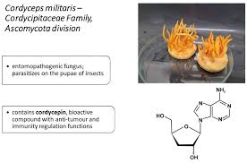Attēlu rezultāti vaicājumam “Cordyceps”