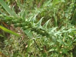 Attēlu rezultāti vaicājumam “Odontites vulgaris leaf”