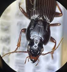Attēlu rezultāti vaicājumam “Pterostichus sp.”
