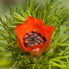 Image result for Adonis aestivalis