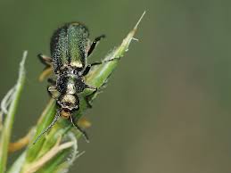 Attēlu rezultāti vaicājumam “Malachius bipustulatus”