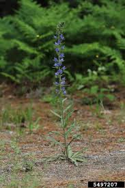Attēlu rezultāti vaicājumam “Echium vulgare bud”