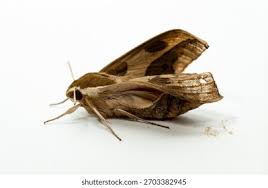 Attēlu rezultāti vaicājumam “Sphingidae”