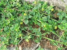 Attēlu rezultāti vaicājumam “Medicago lupulina”