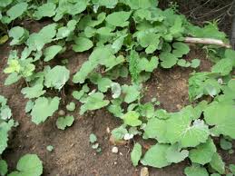 Attēlu rezultāti vaicājumam “Tussilago farfara leaf”