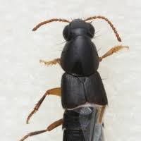 Attēlu rezultāti vaicājumam “Quedius dilatatus”