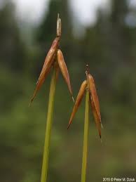 Attēlu rezultāti vaicājumam “Carex pauciflora”