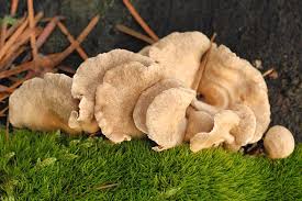 Attēlu rezultāti vaicājumam “Panellus stipticus”