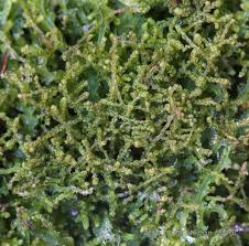 Attēlu rezultāti vaicājumam “Kurzia pauciflora”