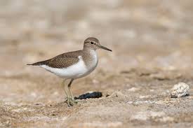 Attēlu rezultāti vaicājumam “Actitis hypoleucos”