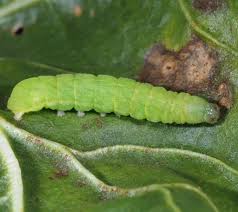 Attēlu rezultāti vaicājumam “Phlogophora meticulosa”