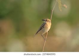 Attēlu rezultāti vaicājumam “Saxicola rubetra adult”