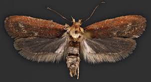 Attēlu rezultāti vaicājumam “Depressaria depressana”