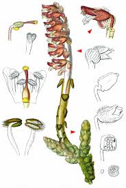 Attēlu rezultāti vaicājumam “Lathraea squamaria”