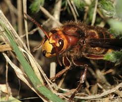 Attēlu rezultāti vaicājumam “Vespa crabro”