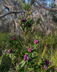 Attēlu rezultāti vaicājumam “Ericaceae”