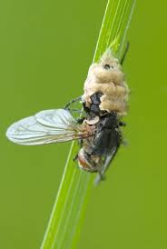 Attēlu rezultāti vaicājumam “Entomophthora”