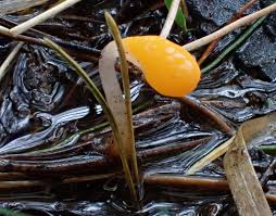 Attēlu rezultāti vaicājumam “Mitrula paludosa”