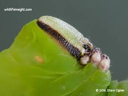 Attēlu rezultāti vaicājumam “Sphinx ligustri larva”