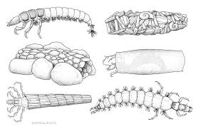 Attēlu rezultāti vaicājumam “Trichoptera”