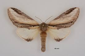 Attēlu rezultāti vaicājumam “Pheosia tremula”