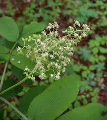 Attēlu rezultāti vaicājumam “Sambucus racemosa flower”